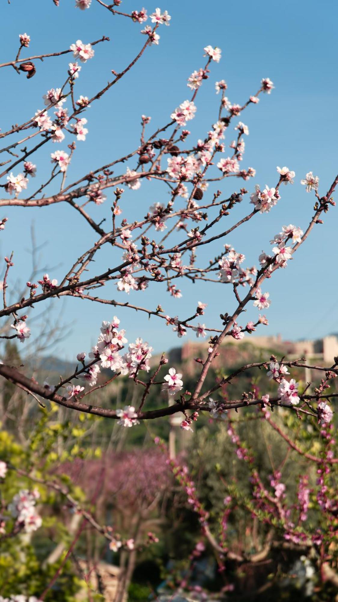 Mandalin Glamping Hotel Selçuk Kültér fotó